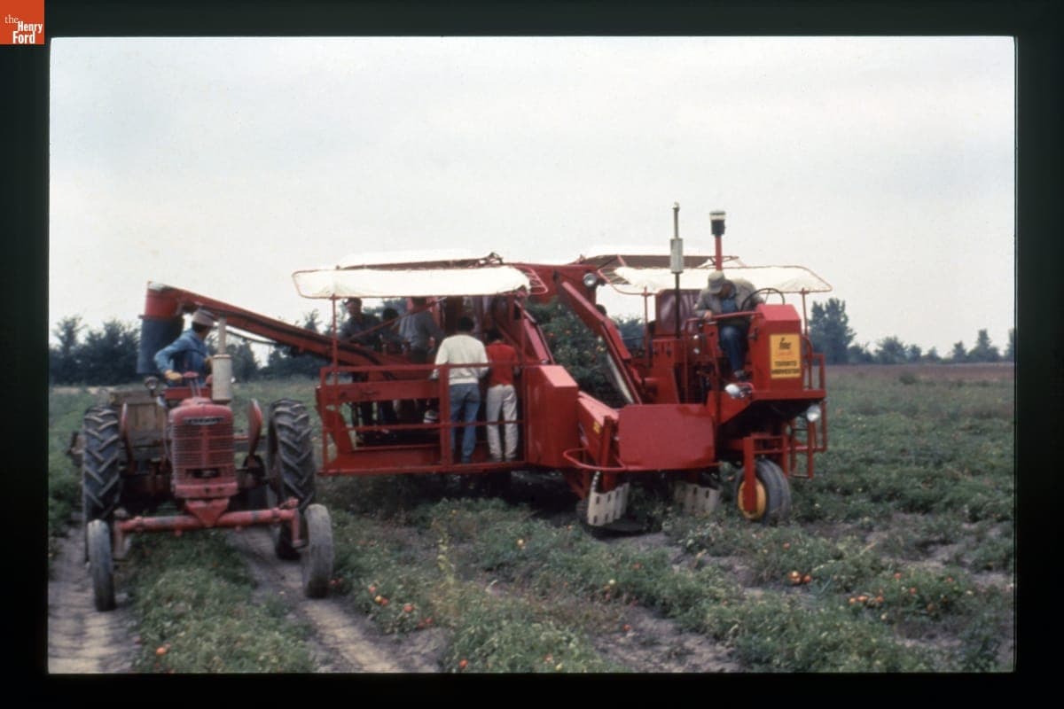FMC Cascade Tomato Harvester in Use, circa 1985