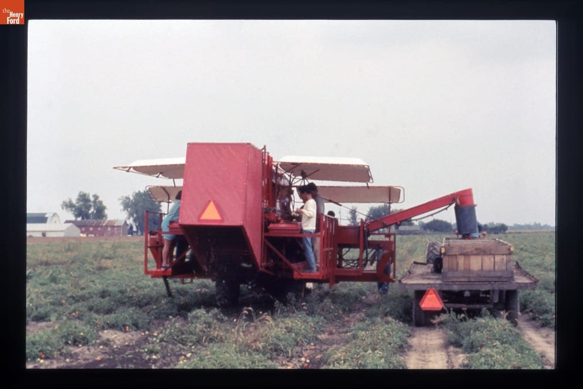 FMC Cascade Tomato Harvester in Use, circa 1985