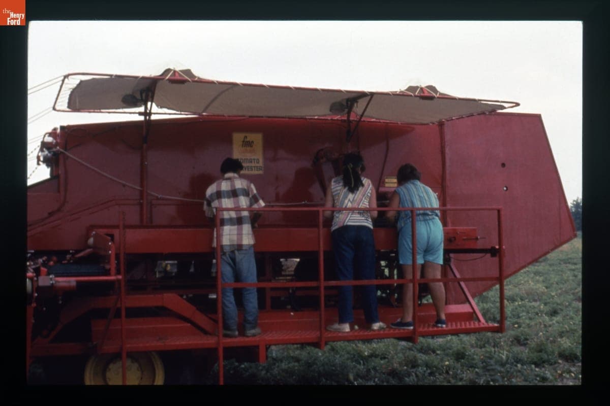 FMC Cascade Tomato Harvester in Use, circa 1985