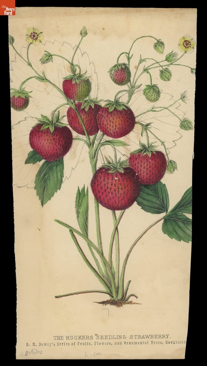 "The Hookers Seedling Strawberry" from D.M. Dewey's Series of Fruits, Flowers, and Ornamental Fruits, 1871-1888