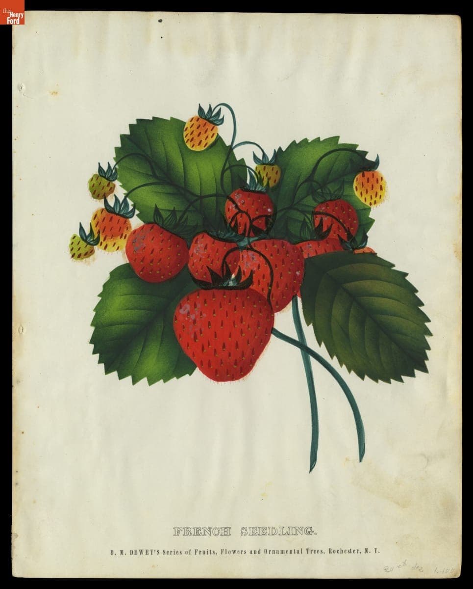 "French Seedling" from D.M. Dewey's Series of Fruits, Flowers and Ornamental Trees, 1871-1888