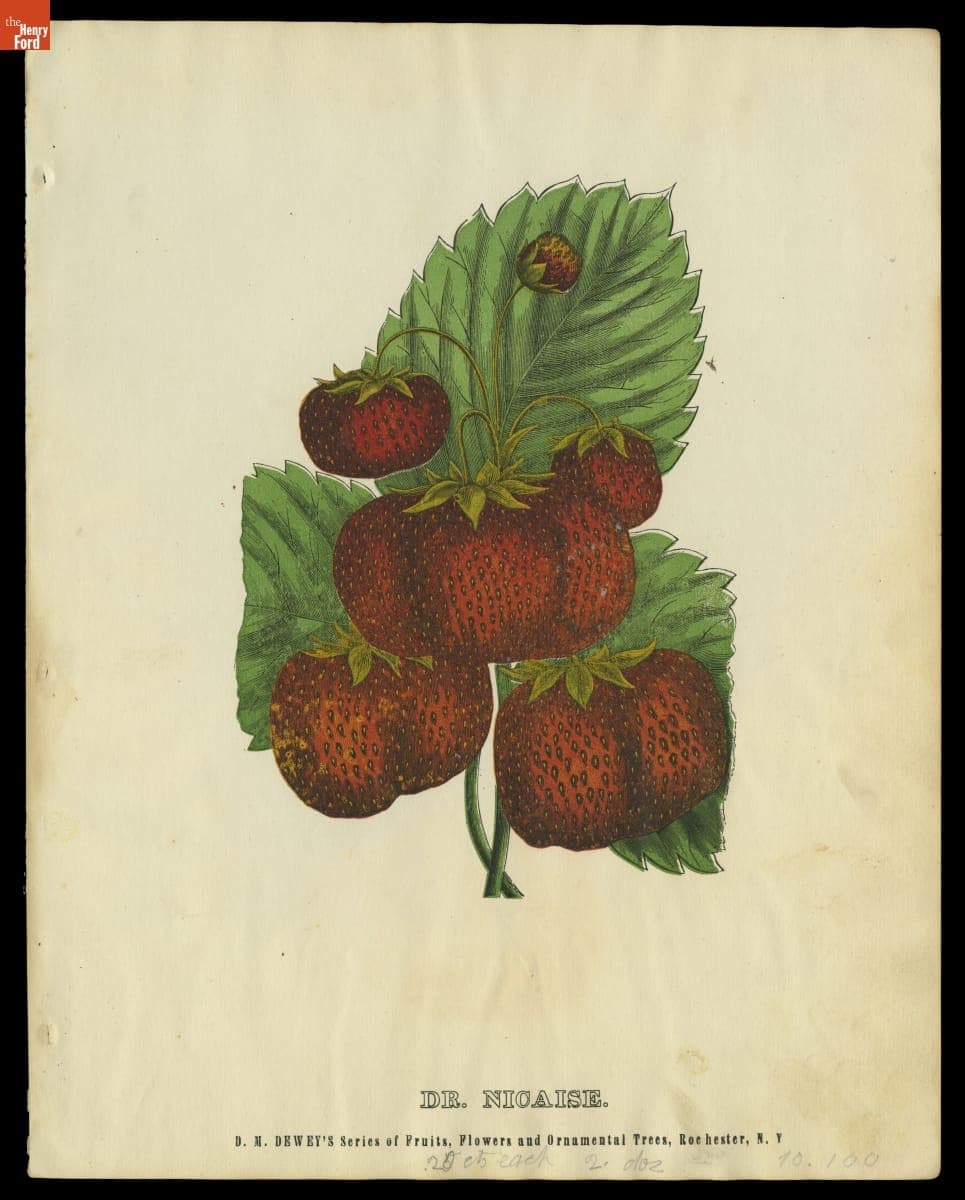 "Dr. Nicaise" from D.M. Dewey's Series of Fruits, Flowers and Ornamental Trees, 1871-1888