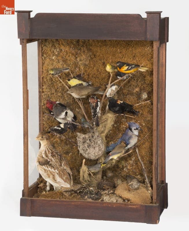 Birds, Stuffed and Mounted by John Burroughs, circa 1865