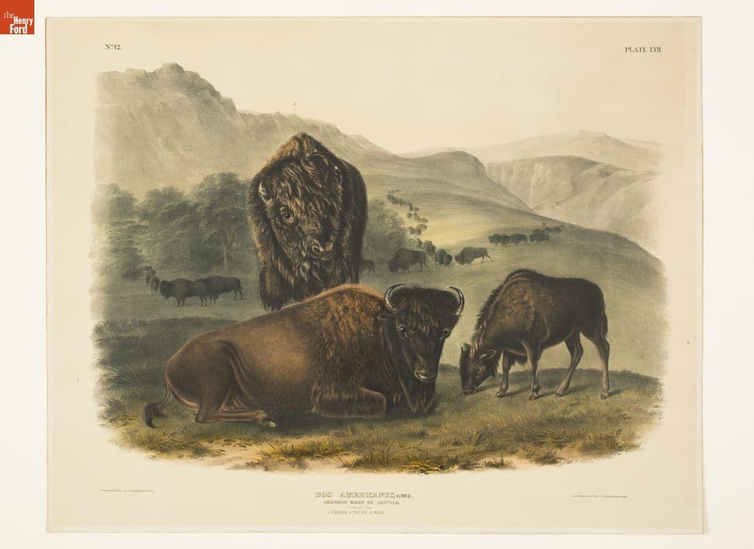 Lithograph, "Bos Americanus, Gmel., American Bison or Buffalo," 1845