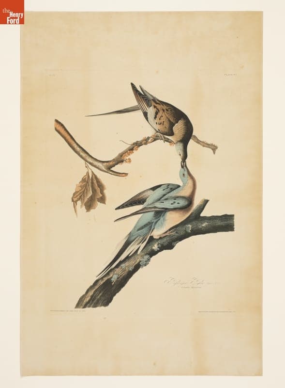 Engraving, "Passenger Pigeon, Columba Migratoria," 1845