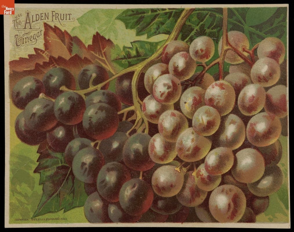 Trade Card for Alden Fruit Vinegar, 1883