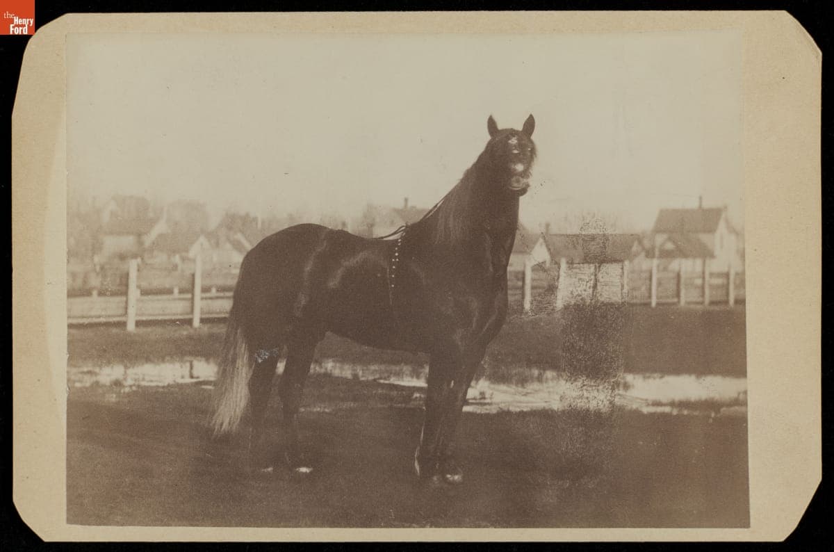 Horse in Pasture, circa 1880
