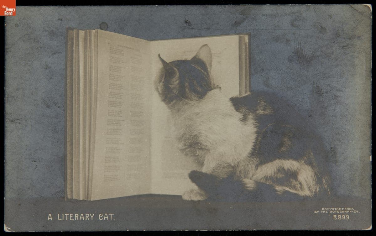 Postcard, "A Literary Cat," 1909