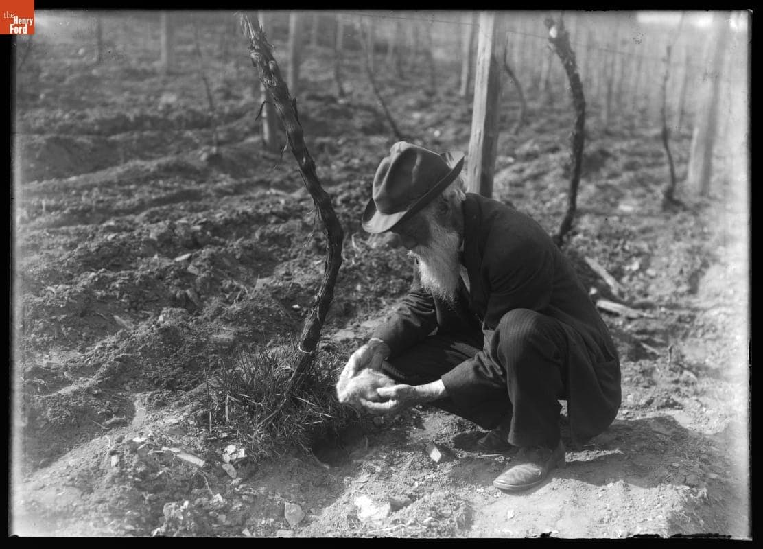 John Burroughs Examining a Rabbit's Nest at Riverby, 1901
