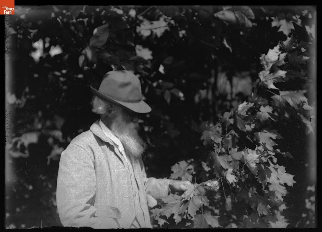 John Burroughs Examining Grapevines, circa 1910