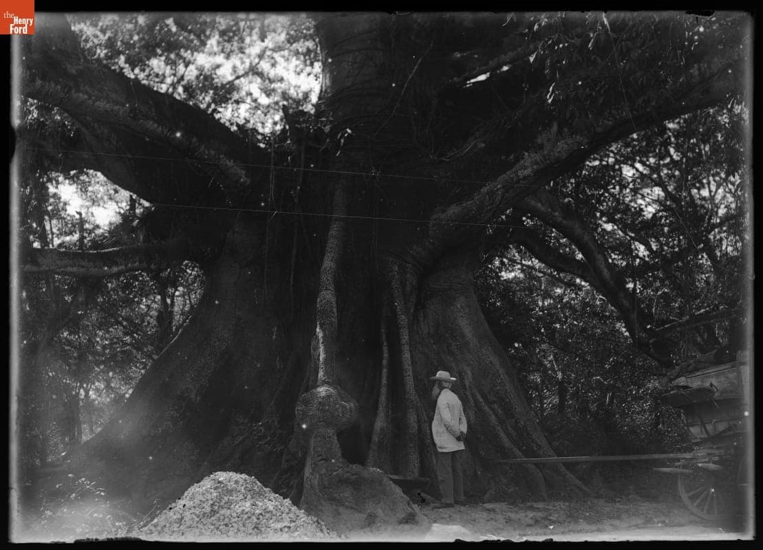 John Burroughs at Tom Cringle's Cotton Tree in Jamaica, 1902