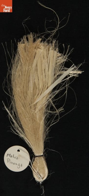 "Plant Samples--Sample #49--Malva Pirango, 1931"