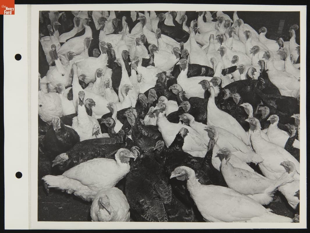 Myers Turkey Farm, Shady Valley, 12 November 1947