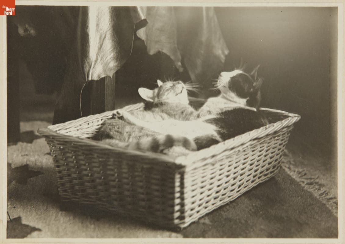 Portrait of Two Cats in a Basket