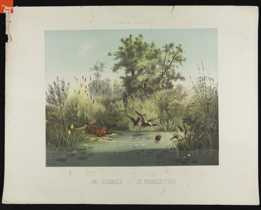Chromolithograph, "Botanical Landscape - im Sommer - in Summer-Time, 1856-1880