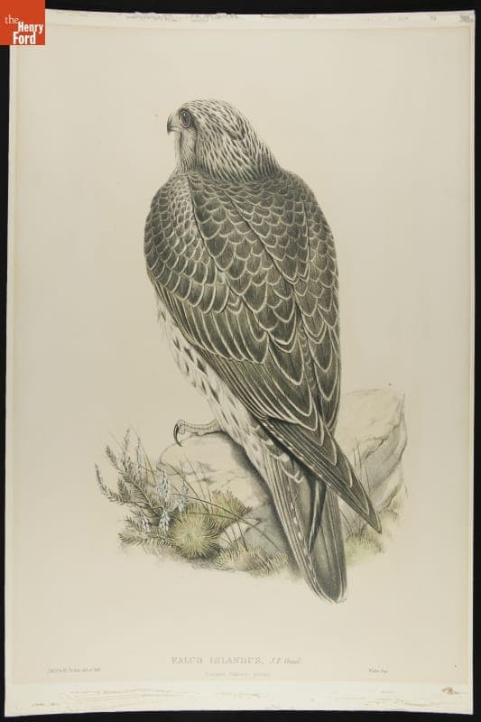 Lithograph, "Falco Islandus, J.F. Gmel., Iceland Falcon, Young," 1845-1881