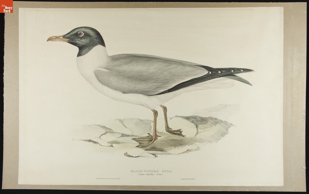 Lithograph, "Black Winged Gull. Larus Antrilla, Linn," 1837
