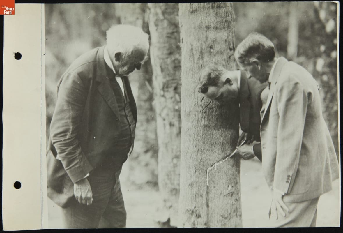Thomas Edison, Harvey Firestone and M. A. Cheek Tapping a Rubber-Producing Tree, Florida, 1925