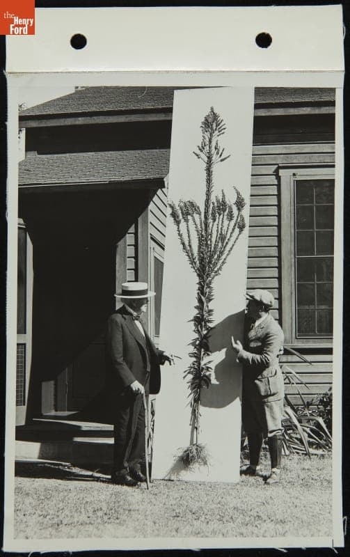 Goldenrod Plant at the Edison Botanic Research Laboratory, Fort Myers, Florida, January 28, 1931