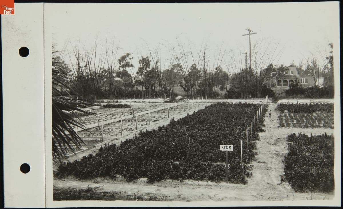 Goldenrod Plantings at the Edison Botanic Research Laboratory, Fort Myers, Florida, February 28, 1934