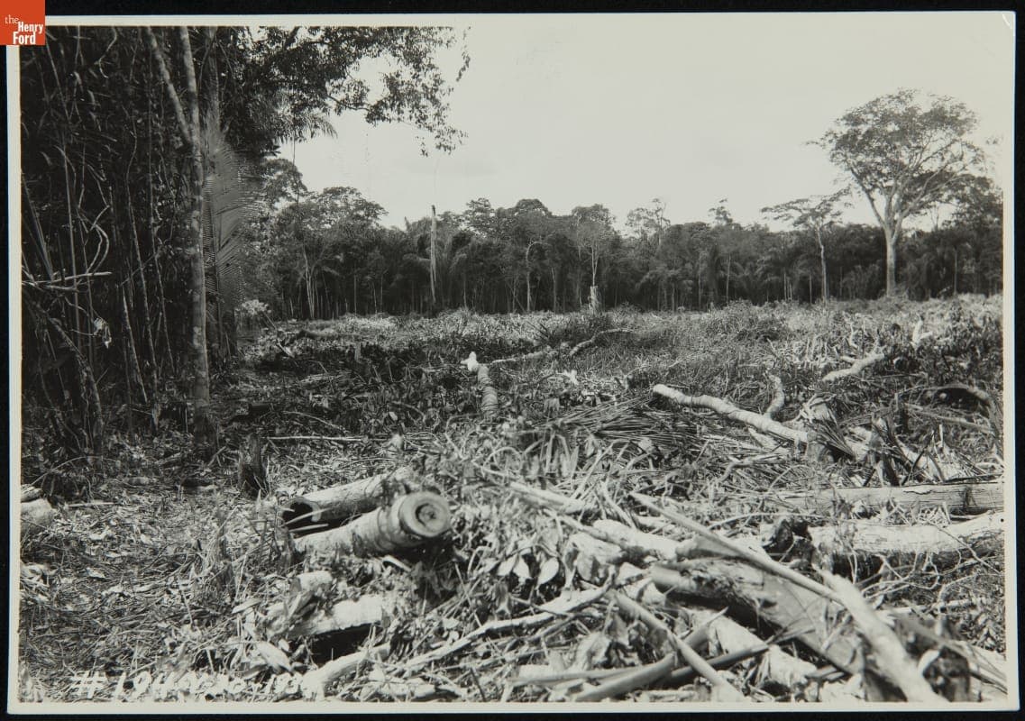 Clearing Jungle for the Belterra Rubber Plantation, Brazil, 1928-1934