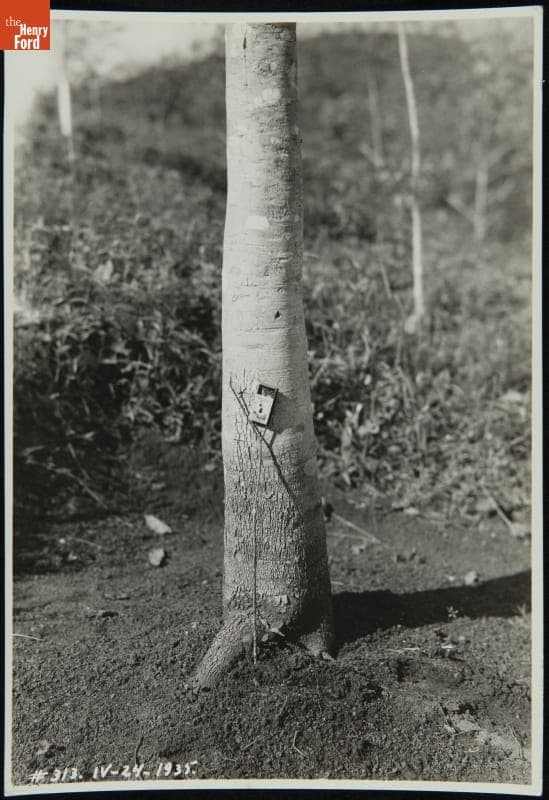 Largest Rubber Tree in Fordlandia Plantation, Brazil, 1935