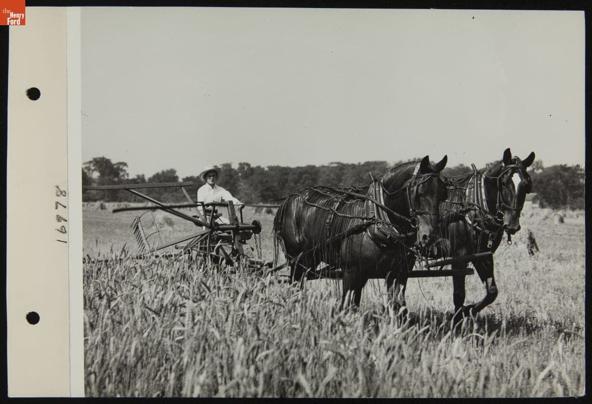 Cutting Wheat in a Field near Southfield and Ford Roads, Dearborn, Michigan, 1936