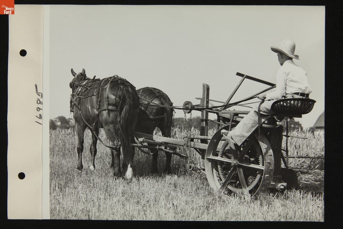 Cutting Wheat in a Field near Southfield and Ford Roads, Dearborn, Michigan, 1936