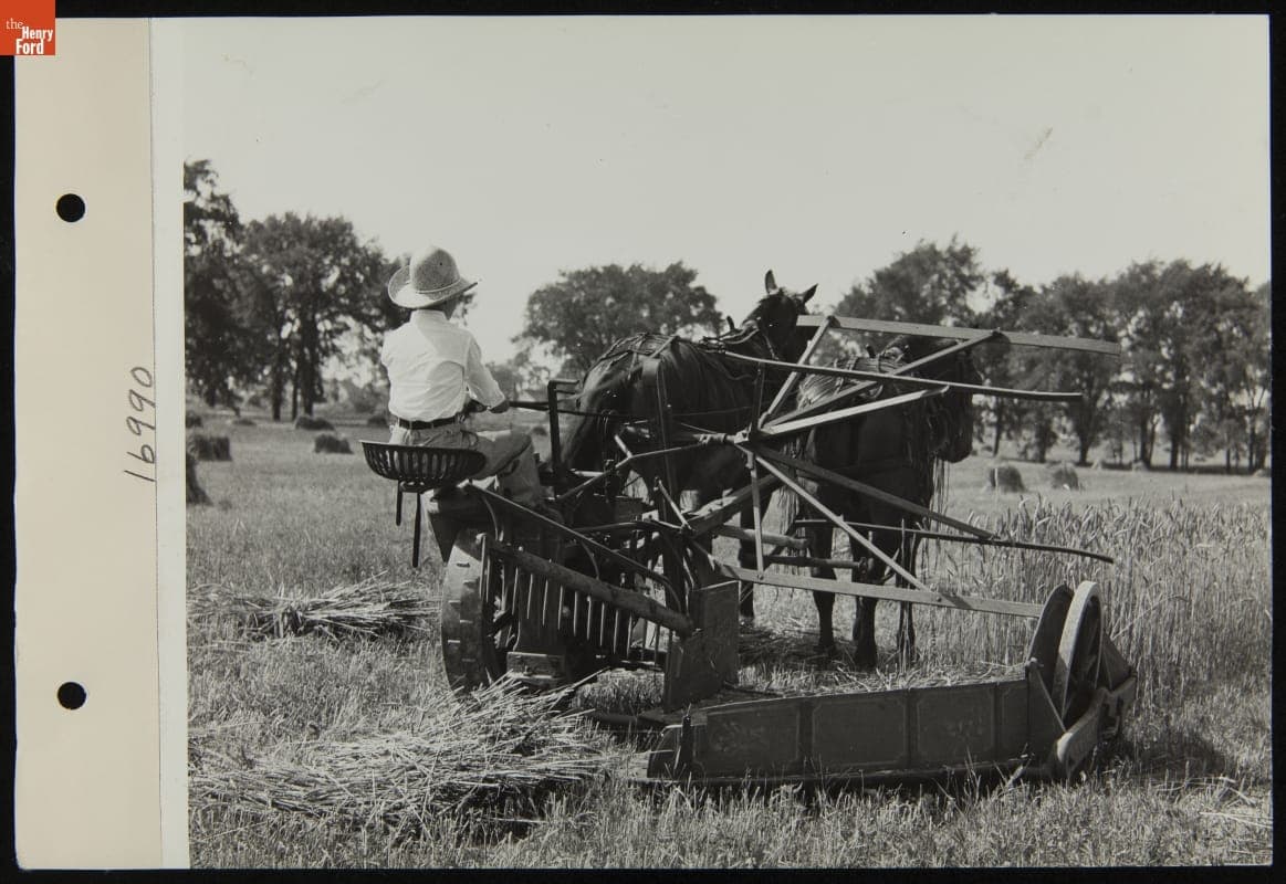 Cutting Wheat in a Field near Southfield and Ford Roads, Dearborn, Michigan, 1936