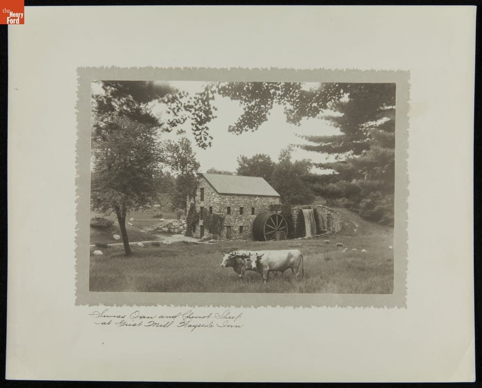 Swiss Oxen and Cheviot Sheep at Gristmill near the Wayside Inn, Sudbury, Massachusetts, circa 1928