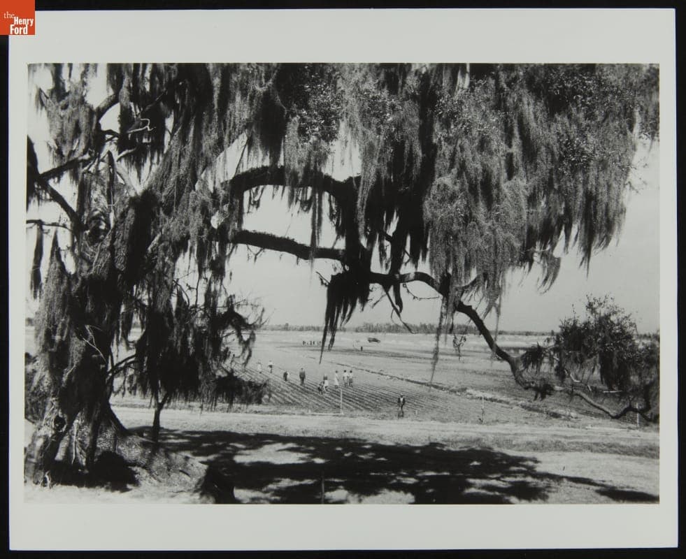Growing Lettuce on Drained Rice Field, Richmond Hill, Georgia, 1943