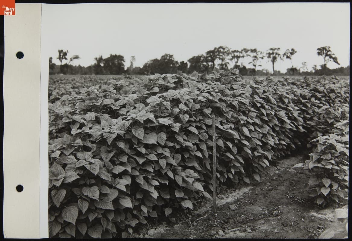 Soybeans in Experimental Farm, September 1942