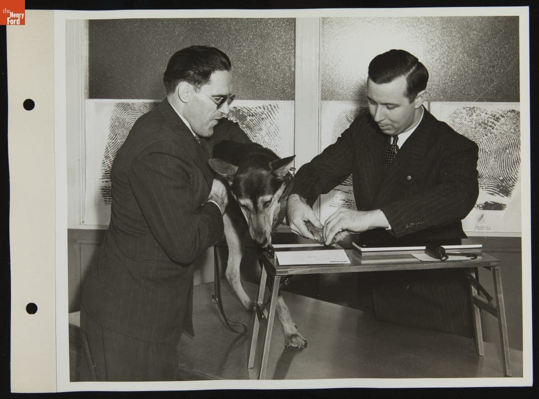 Ford Employee's Service Dog Being "Pawprinted" for Identification, October 1942