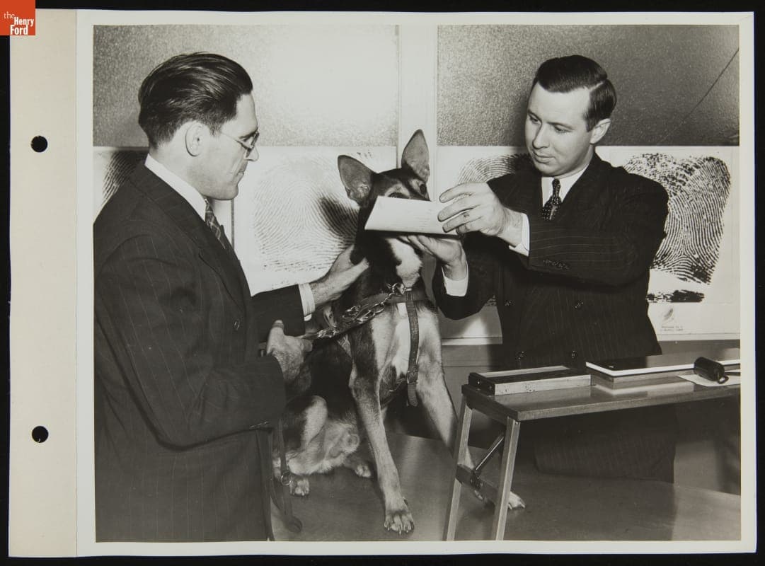 Ford Employee's Service Dog Being "Noseprinted" for Identification, October 1942