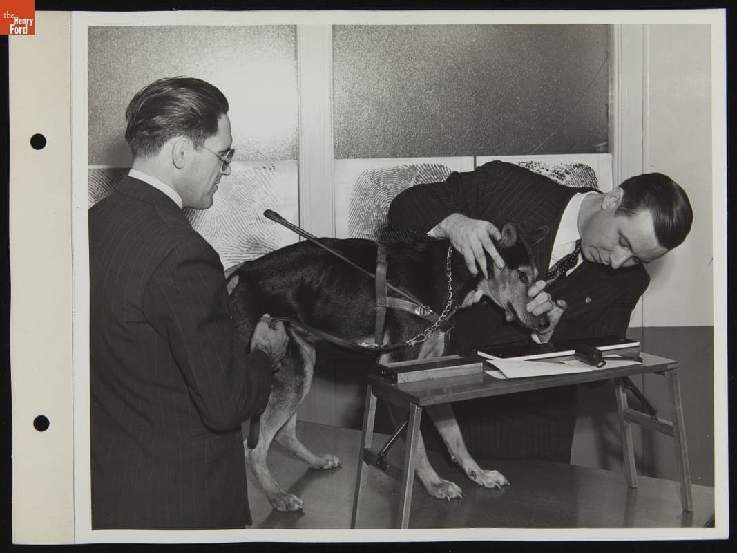 Ford Employee's Service Dog Being "Noseprinted" for Identification, October 1942