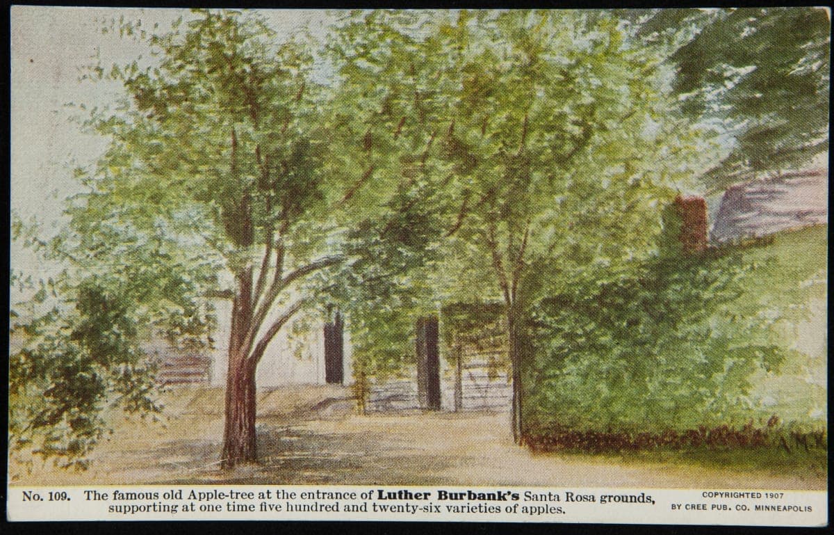 The Famous Old Apple-Tree at the Entrance of Luther Burbank's Santa Rosa Grounds, 1907