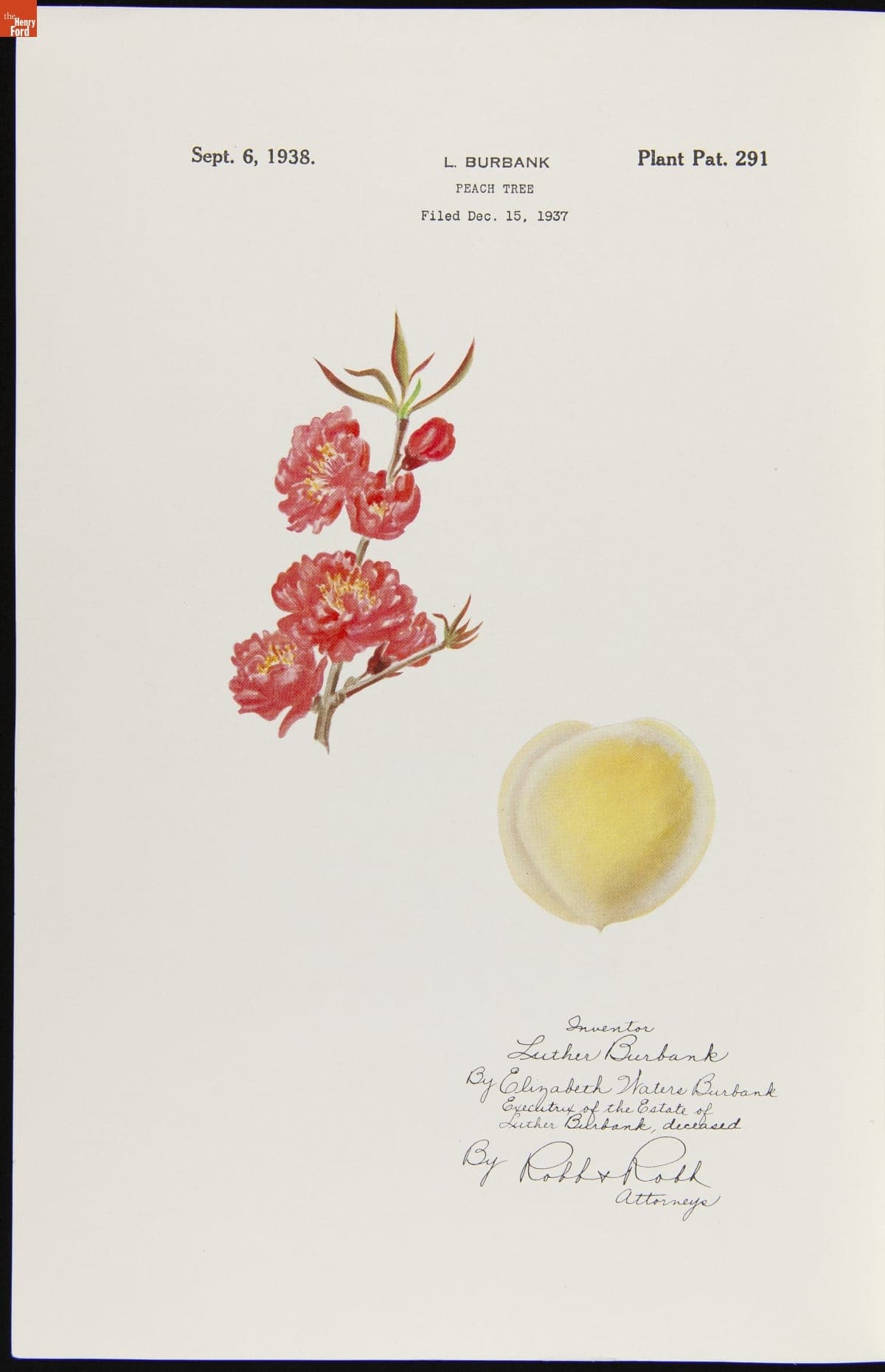 U.S. Plant Patent 291, for Luther Burbank Peach Tree, Granted to Elizabeth Waters Burbank, September 6, 1938