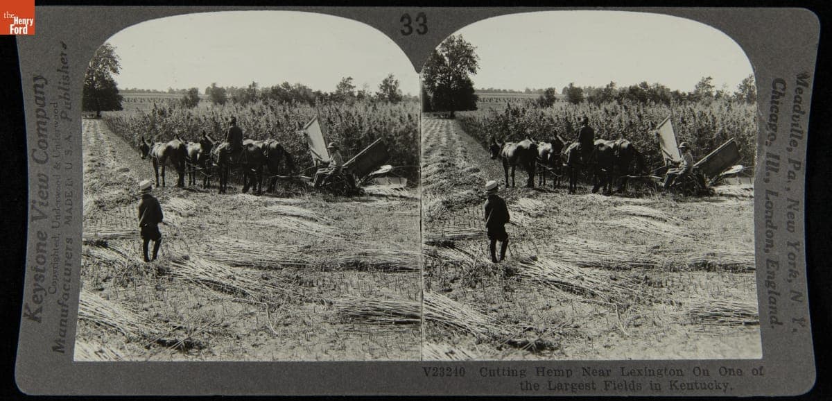 Cutting Hemp near Lexington on One of the Largest Fields in Kentucky