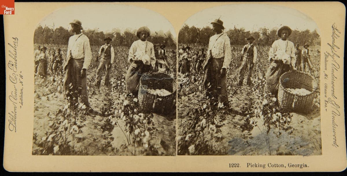 Picking Cotton, Georgia, 1887