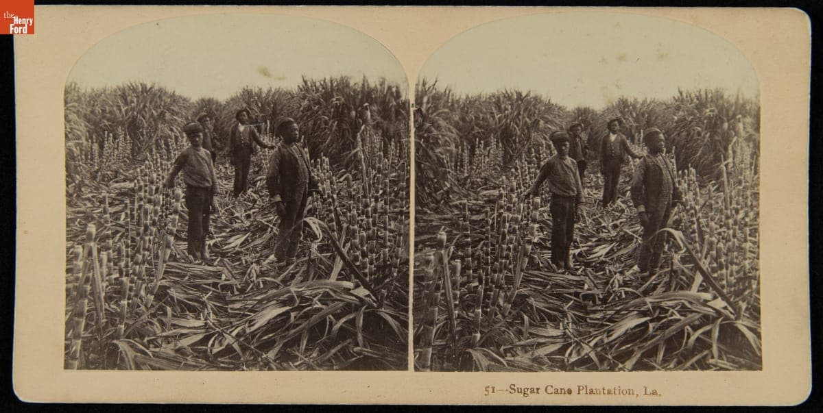 Sugar Cane Plantation, La., circa 1920