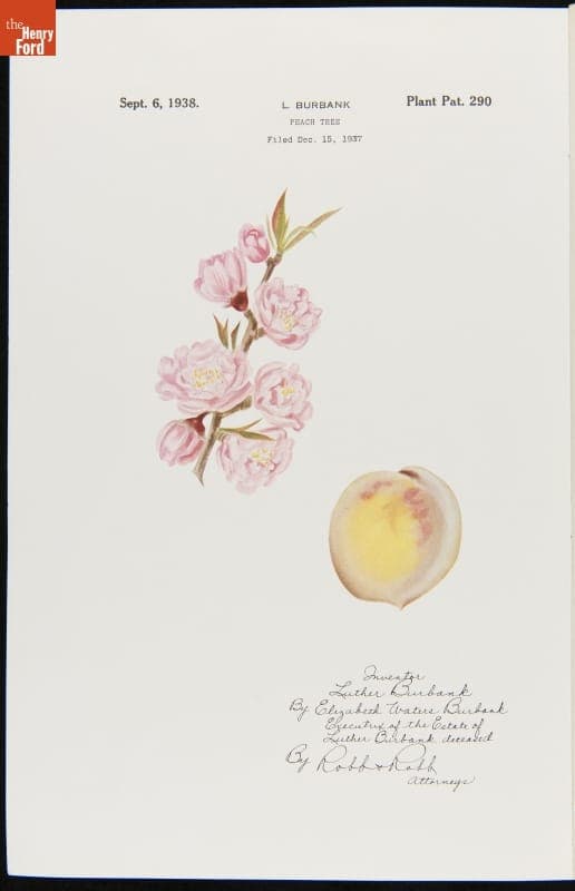 U.S. Plant Patent 290, for Luther Burbank Peach Tree, Granted to Elizabeth Waters Burbank, September 6, 1938