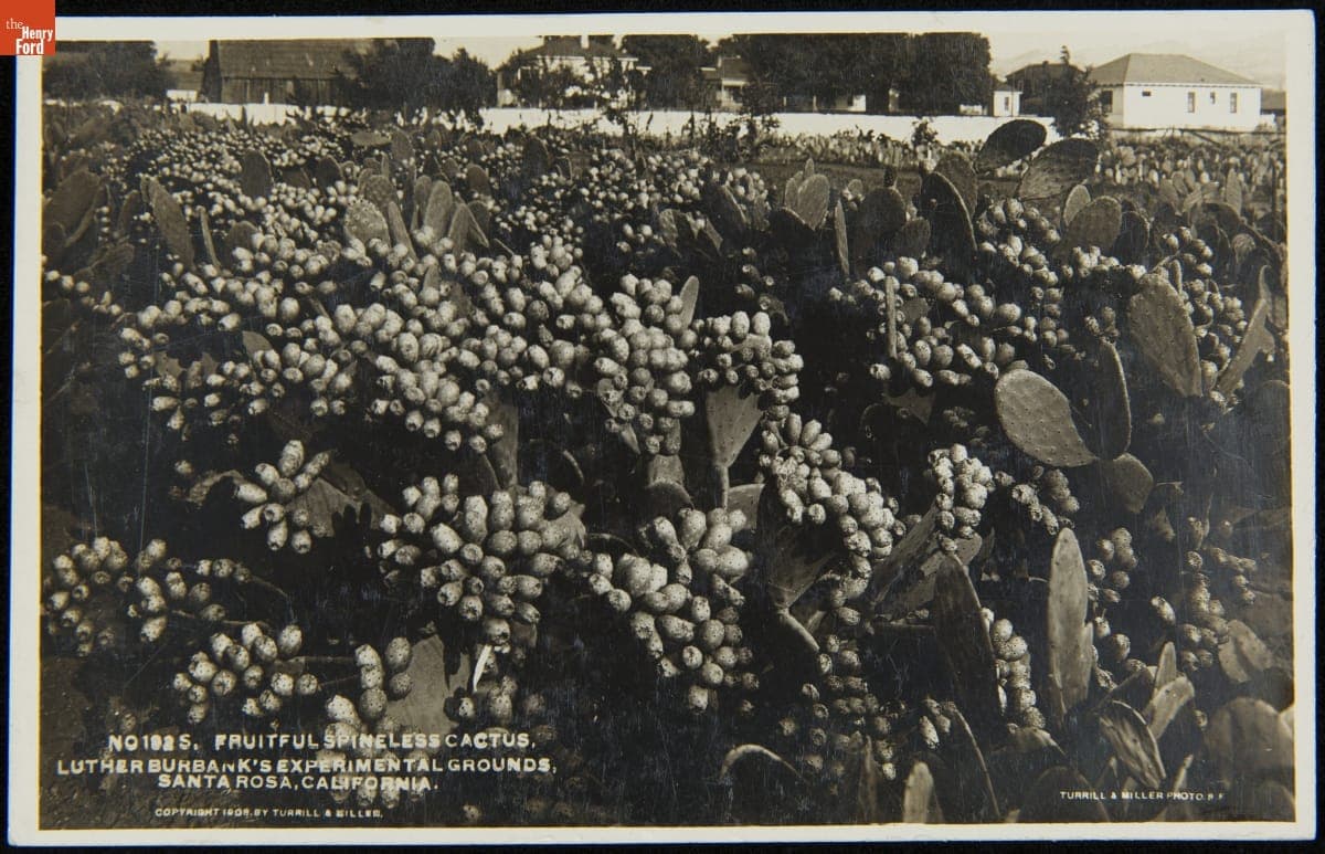 "Fruitful Spineless Cactus, Luther Burbank's Experimental Grounds, Santa Rosa, California," circa 1908