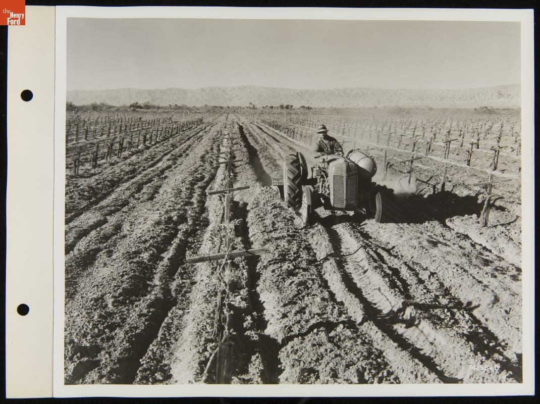 Ford-Ferguson 9N Tractor Cultivating Grapes, September 9, 1940