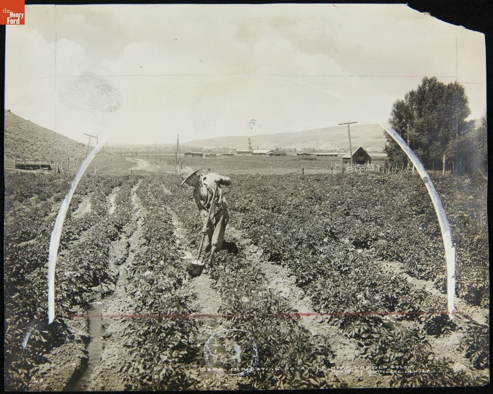 Irrigating Potato Fields near Hayden, Colorado, 1923-1924
