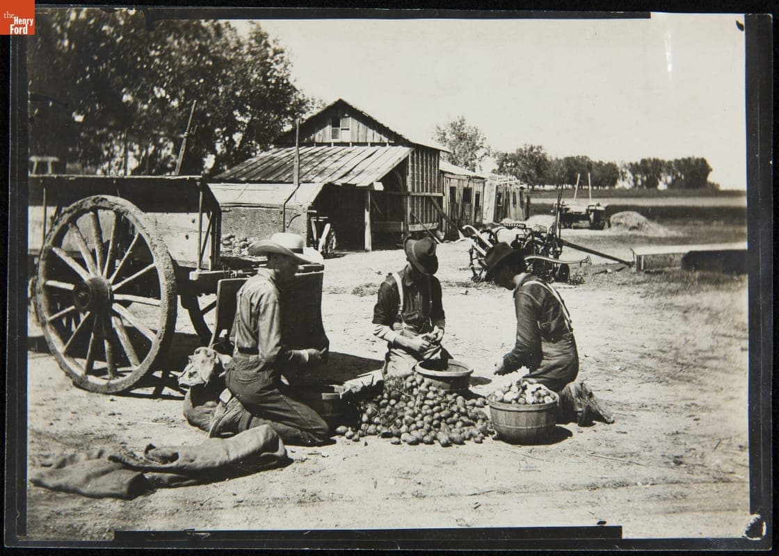 Men Cutting Seed Potatoes for Planting on a Colorado Potato Farm, 1923-1924