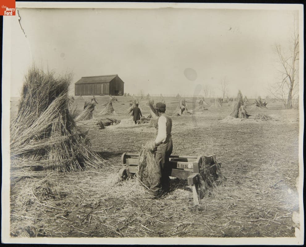 Breaking Hemp and Stacking It to Cure in Lexington, Kentucky, 1923-1924
