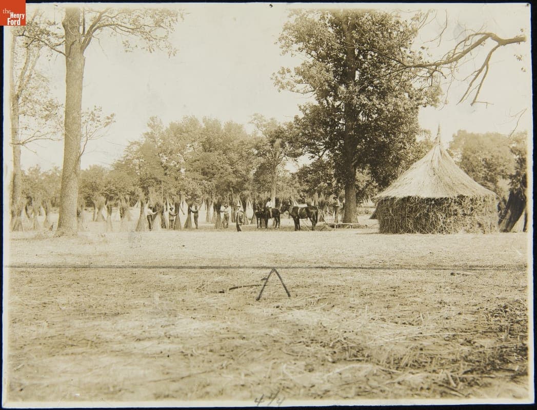 Hemp, Harvested and Stacked, Lexington, Kentucky, 1923-1924