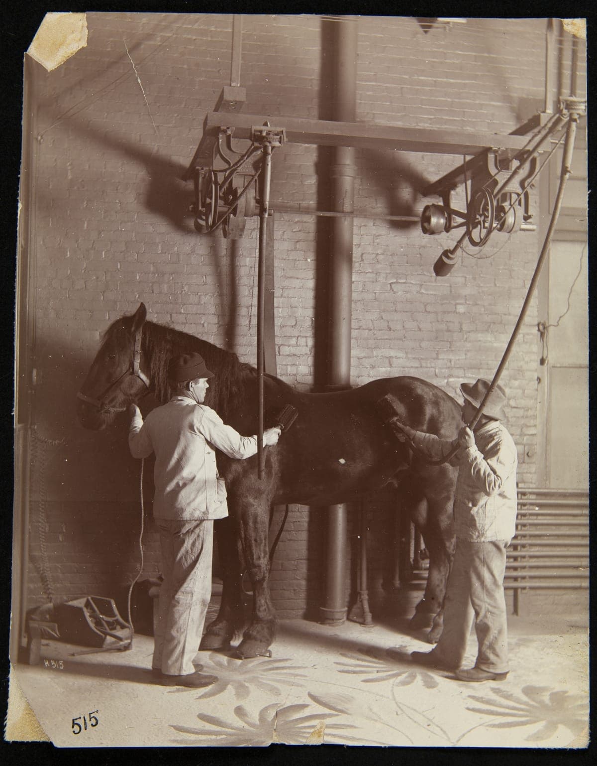Employees Using Electric Brushes to Groom a Horse, H. J. Heinz Company, Pittsburgh, Pennsylvania, circa 1905