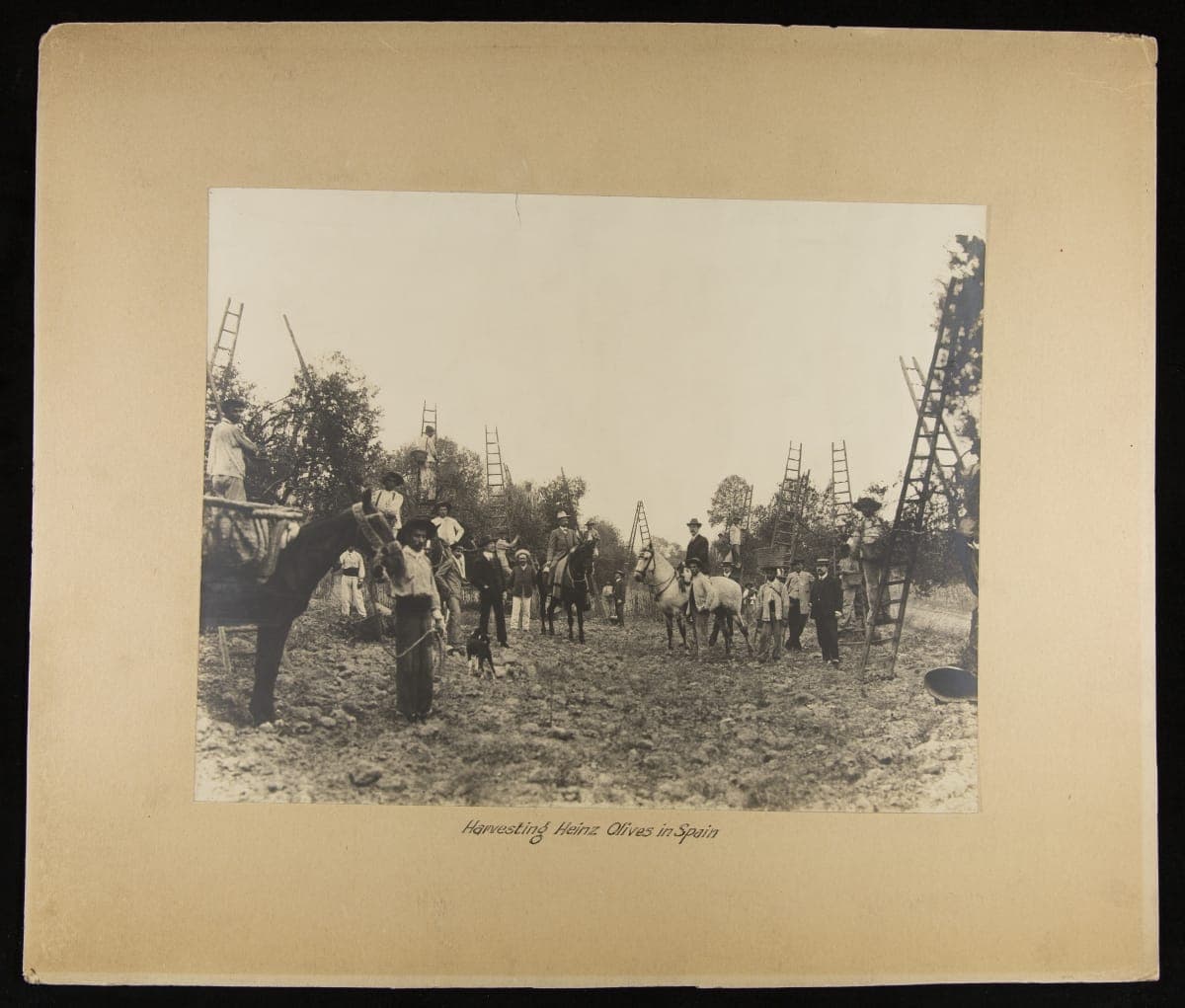 Harvesting Olives in Seville, Spain, H. J. Heinz Company, 1904-1910