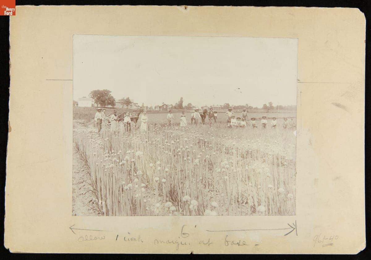 Advertising Layout Photograph of Laborers Harvesting Onions for Heinz Products, circa 1910